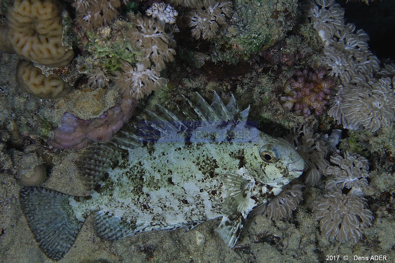 Siganus luridus Poisson lapin a queue tronquee-Safaga Coral Beach-4m-20171123nuit-Denis-ADER-DSC_3747_tn.jpg